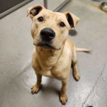 Biscoff -  American Staffordshire Terrier and Retriever Dog for Adoption in Bellingham, Washington - Biscoff | PetCurious