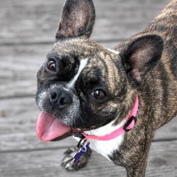 Bijou -  French Bulldog Dog for Adoption in Boerne, Texas - Bijou | PetCurious