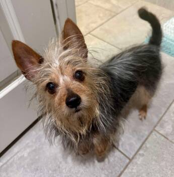 Rescue Yorkshire Terrier Dogs for Adoption in Shawnee, Oklahoma - Bailey | PetCurious