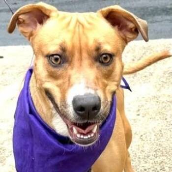 Honey - A super sweet dog that likes to cuddle -  Labrador Retriever and Rhodesian Ridgeback Dog for Adoption in Andover, Massachusetts - Honey - A Super Sweet Dog That Likes To Cuddle | PetCurious