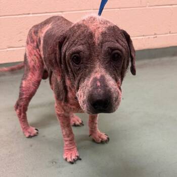 Mixed Breed Dogs Available for Adoption in Memphis, Tennessee - Toby | PetCurious