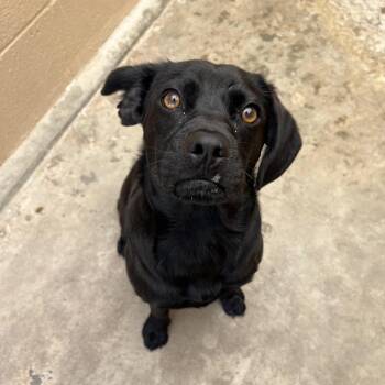 Sugar Cookie -  Pug and Mixed Breed Dog for Adoption in Ojai, California - Sugar Cookie | PetCurious