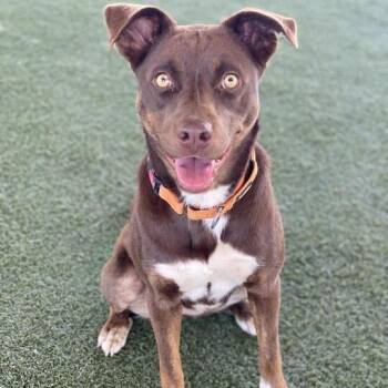 Sammie -  Chocolate Labrador Retriever and Mixed Breed Dog for Adoption in Riverside, California - Sammie | PetCurious