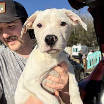 Pit Bull Terrier and Boxer Dogs Available for Adoption - Electrolytes | PetCurious