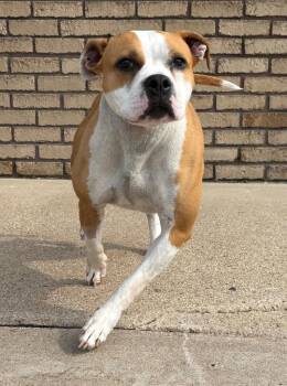 Rescue Boxer and Pit Bull Terrier Dogs for Adoption in Columbus, Nebraska - Marie | PetCurious