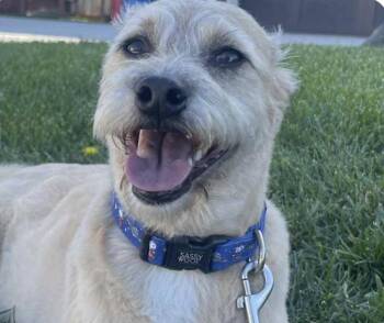 Rescue Terrier Dogs for Adoption in San Ramon, California - Saint | PetCurious