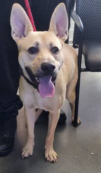 Rescue Shepherd and Pit Bull Terrier Dogs for Adoption in Lawrenceville, Georgia - Pen 182 Thompson | PetCurious