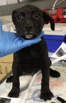 RUBY -  Pit Bull Terrier Dog for Adoption in Riverside, California - RUBY | PetCurious