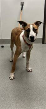 INNA -  Labrador Retriever and Pit Bull Terrier Dog for Adoption in Ontario, California - INNA | PetCurious