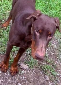 TARRAGON -  Doberman Pinscher Dog for Adoption in Aurora, Illinois - TARRAGON | PetCurious