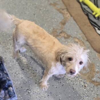 Benji -  Australian Terrier and Chihuahua Dog for Adoption in Pahrump, Nevada - Benji | PetCurious
