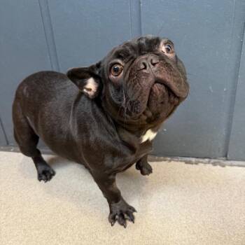 Miss Piggy 22444 -  French Bulldog Dog for Adoption in Cumming, Georgia - Miss Piggy 22444 | PetCurious