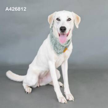 Labrador Retriever and Mixed Breed Dogs Available for Adoption in Conroe, Texas - ZELDA | PetCurious