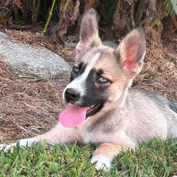 CT Cavatappi -  Shepherd and Husky Dog for Adoption in Eastford, Connecticut - CT Cavatappi | PetCurious