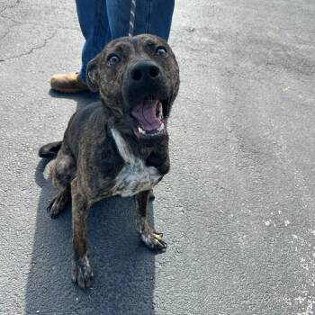 Mixed Breed Dogs Available for Adoption in Martinsville, Virginia - Hudson | PetCurious