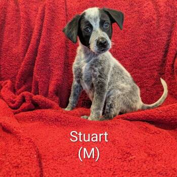 Stewart -  Australian Cattle Dog Blue Heeler Dog for Adoption in Marion, Illinois - Stewart | PetCurious