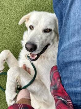 Mixed Breed Dogs Available for Adoption in Wichita, Kansas - Zeus | PetCurious