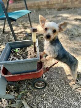 Beatrix -  Yorkshire Terrier Dog for Adoption in Hartwell, Georgia - Beatrix | PetCurious