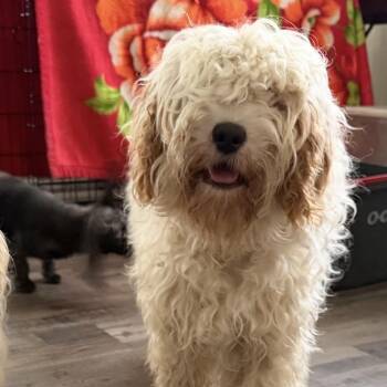 Pineapple -  Cocker Spaniel and Poodle Dog for Adoption in Sequatchie, Tennessee - Pineapple | PetCurious