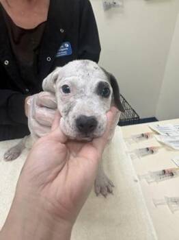 Golde Rod -  Mixed Breed Dog for Adoption in Charleston, South Carolina - Golde Rod | PetCurious