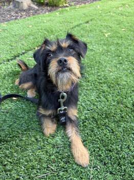 Remy -  Miniature Schnauzer and Brussels Griffon Dog for Adoption in San Diego, California - Remy | PetCurious