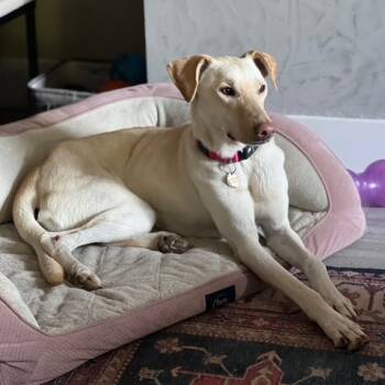 Rescue Greyhound and Mixed Breed Dogs for Adoption in Bend, Oregon - Posey | PetCurious