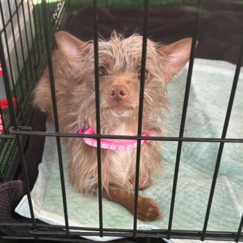 Sable OS NV -  Terrier Dog for Adoption in Las Vegas, Nevada - Sable OS NV | PetCurious