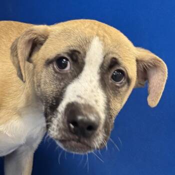 110474 -  Mixed Breed Dog for Adoption in Las Cruces, New Mexico - 110474 | PetCurious