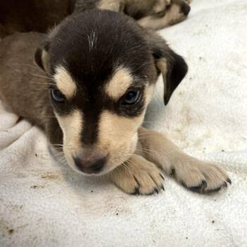 Garnet -  Mixed Breed Dog for Adoption in North Battleford, Saskatchewan - Garnet | PetCurious