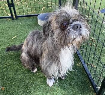 Rescue Brussels Griffon Dogs for Adoption in Canutillo, Texas - Reed | PetCurious
