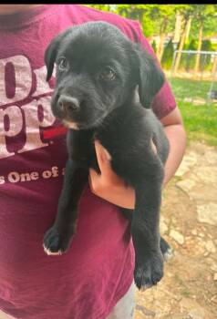 Vader -  German Shepherd Dog and Siberian Husky Dog for Adoption in Merrillville, Indiana - Vader | PetCurious
