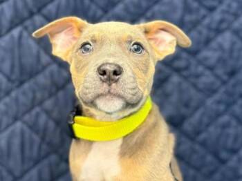 Pit Bull Terrier and Mixed Breed Dogs Available for Adoption in Portland, Oregon - Ross | PetCurious