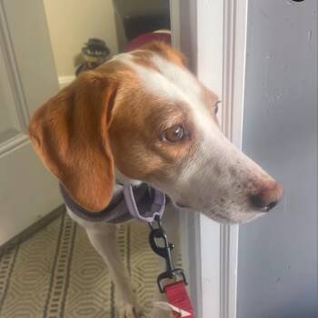 Hound and Mixed Breed Dogs Available for Adoption - Estelle | PetCurious