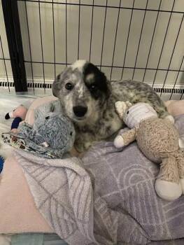 Australian Cattle Dog Blue Heeler Dogs Available for Adoption in Newport, Kentucky - Zia | PetCurious