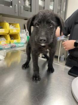 Schnauzer Dogs Available for Adoption in Portland, Maine - Chex Mix | PetCurious
