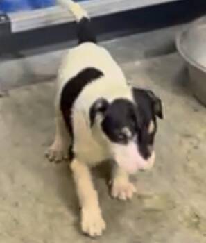 Mixed Breed Dogs Available for Adoption in Wyoming, Michigan - Birdie | PetCurious