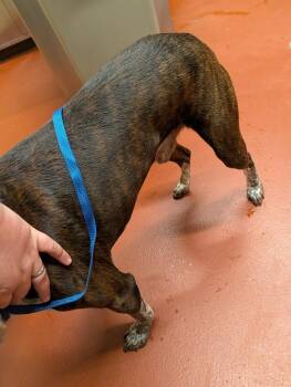 Doug -  Mixed Breed Dog for Adoption in Douglasville, Georgia - Doug | PetCurious