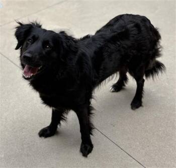 Flat Coated Retriever and Mixed Breed Dogs Available for Adoption in Dayton, Ohio - JOLENE | PetCurious