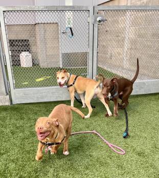 Shepherd Dogs Available for Adoption in Burlingame, California - Steph The Puppy | PetCurious