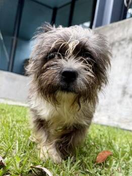 Bee -  Yorkshire Terrier and Shih Tzu Dog for Adoption in New Orleans, Louisiana - Bee | PetCurious