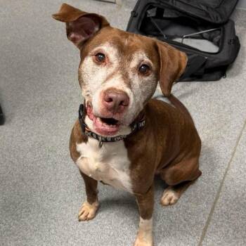 Chocolate Labrador Retriever and Pit Bull Terrier Dogs Available for Adoption in Plainfield, Illinois - Bruce  | PetCurious