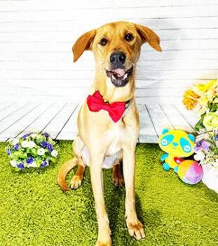 Labrador Retriever Dogs Available for Adoption in Castro Valley, California - CAM | PetCurious
