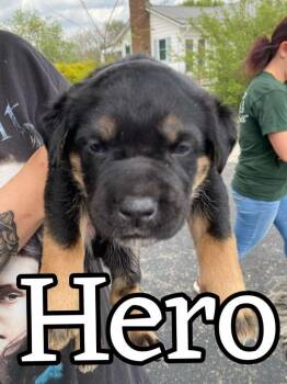 German Shepherd Dog and Mixed Breed Dogs Available for Adoption in Hillsboro, Ohio - Hero | PetCurious