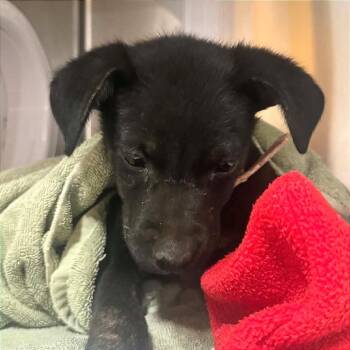 AOK-Stray -  Black Labrador Retriever and Coonhound Dog Available for Adoption in Tonasket, Washington - AOK-Stray | PetCurious