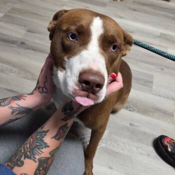 Rescue Terrier Dogs for Adoption in St. Louis, Missouri - Pochita | PetCurious