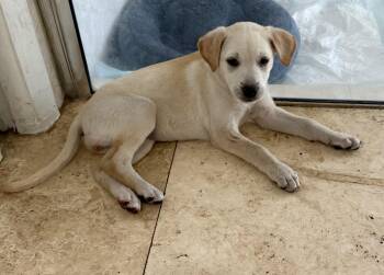 Yellow Labrador Retriever Dogs Available for Adoption in Boca Raton, Florida - Shy Puppy Girl Labrador Retriever  | PetCurious