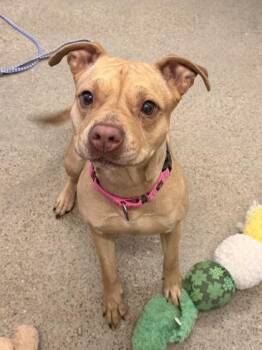 Pit Bull Terrier Dogs Available for Adoption in Cleveland, Ohio - Hazel | PetCurious