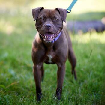 Nadia -  Pit Bull Terrier Dog for Adoption in Chicago, Illinois - Nadia | PetCurious