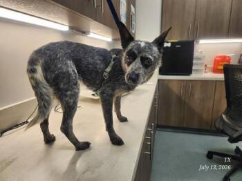 WILMA -  Australian Cattle Dog Blue Heeler and Mixed Breed Dog for Adoption in Baytown, Texas - WILMA | PetCurious