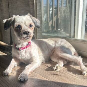 Rescue Shih Tzu Dogs for Adoption in Buffalo, Minnesota - Cagney | PetCurious